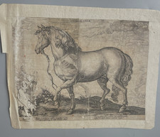 Gravure XVIIème   'CALABER' Hendrick Goltzius ( 1558-1617)  'Cheval de Calabre',