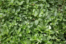 Oregano Herb Plant Seeds 600 -Count / Grown in USA