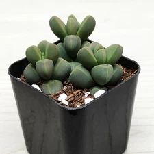 Succulent Live Plant - Corpuscularia Lehmannii : Ice Plant - In 2" pot