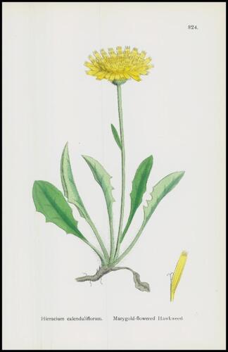 1902 Hieracium Calenduliforum imprimé faucon fleurie or mary (SL824) - Photo 1/1