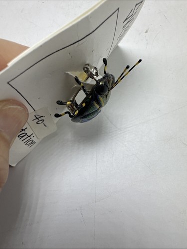 Skinks Insect Ornamentation Pin Brooch Handcrafted Beatle New - Picture 9 of 12