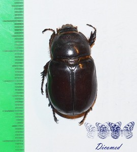 Maquette Heller Insecte Oryctes Nasicornis 122 Mm – Occasion