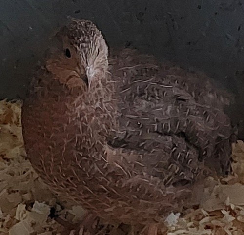 🐣🐣 12 BRUTEIER 🐣 MIX...CELADON, SPALTER und LEGEWACHTELN 🐣 frisch 🐣🐣 - Bild 11 von 13