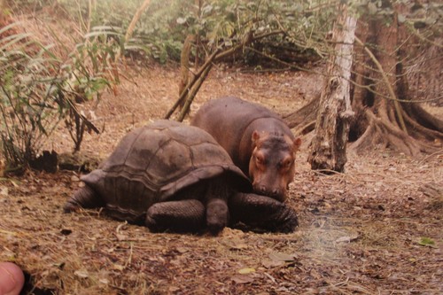 Free Shipping!  Owen and Mzee: The True Story of a Remarkable Friendship Hatkoff - Picture 6 of 6