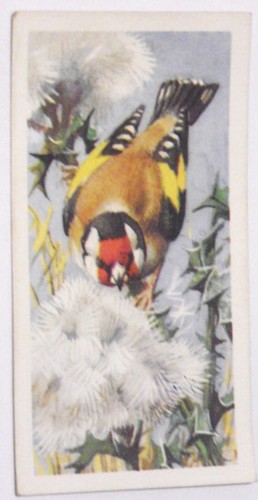 Tarjetas de té Brooke Bond 1957 retratos de aves elige el tuyo en la caja desplegable - Imagen 17 de 102