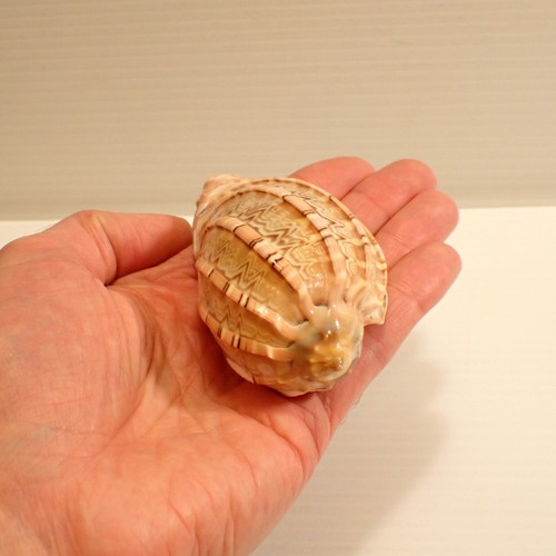 Vintage Baler Shell - Zig Zag Stripes Gloss - Picture 12 of 13