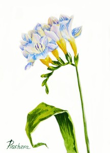 White-yellow-fresiya-Watercolor-Original-flower-floral-spring-botanical