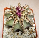 astrophytum hi nt o nii grown from s e e ds, always has its own roots