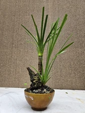 Ponytail Palm Bonsai Tree,,, SALE