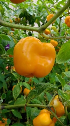 Mix Rocoto (Manzano Chilies) (25 seeds - 5 of each kind) FREE SHIPPING - Picture 3 of 24
