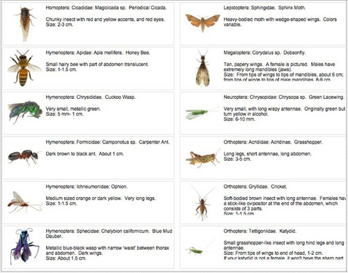 35+ Dead Bugs Entomology Class Insect Bug Collection IDENTIFIED! USA In Alcohol - Picture 5 of 5
