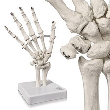Anatomical Hand Skeleton Model with Articulated Joints, Shows Ulna and Radius...