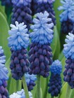 10 MUSCARI LATIFOLIUM BULBS HARDY PERENNIAL SPRING FLOWER EASY GROW PLANT