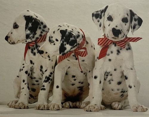 Rompecabezas Springbok Puppy Dots 500 piezas 1984 sello dálmatas sellado - Imagen 3 de 5