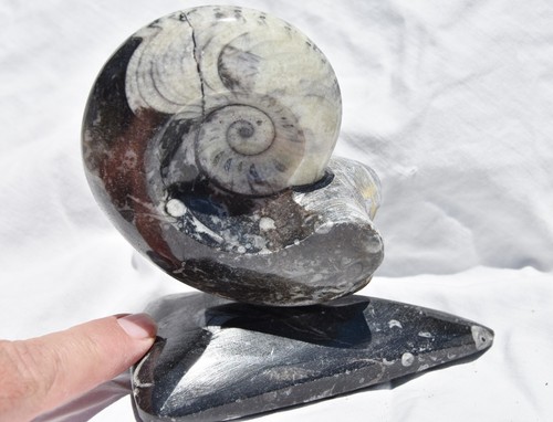Dino Age Fossil Whole Ammonite Goniatite on Stands 180mm Large 4.2" 4168yy - Picture 2 of 7