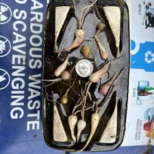 10 Baby Amaryllis Belladonna Naked Lady Resurrection Lily Bulbs Voodoo Dragon X