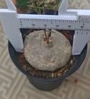 Rare Plant Brachystelma festuciifolium Random Caudex Boutique