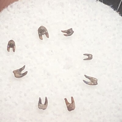8 fossil Barbclabornia Shark Teeth From Permian Age From Oklahoma Wolf Family