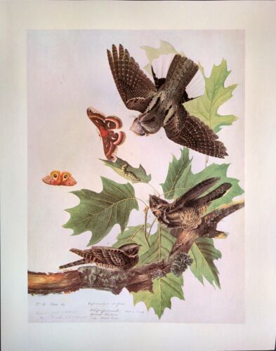 Piatto libro d'arte vintage John James Audubon Birds WHIP-POOR-WILL 218 - Foto 3 di 3
