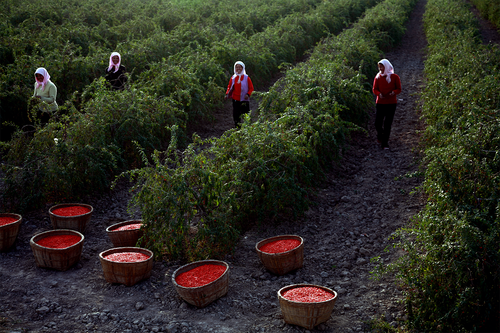 Organic Dried Goji Berries Superfood Raw Vegan Wolfberries by Wholeberry - Picture 60 of 65