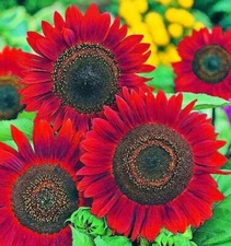 Sunflower Seeds for Planting- Vibrant Red Velvet Queen, Heirloom, Free Shipping!