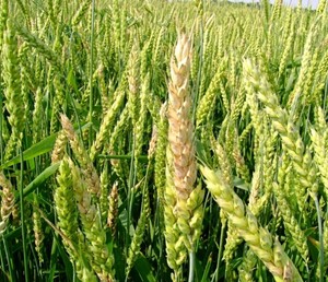 Certified Milling Oats Grain Crop Seeds Organic Sumo Oat Seed 1oz to 8oz
