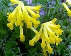 Corydalis Lutea Yellow Bleeding Heart Garden Live Plant 20 Seeds