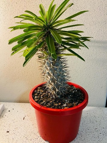 Pachypodium Lamerei- Madagascar Palm | Exotic Spiny Succulent for Sunny Spaces - Picture 7 of 7