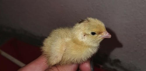 CONTATTAMI PRIMA! Confezione da 18 Uova Feconde / Fertili di Quaglia razza Jumbo - Foto 5 di 6
