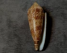 Conus gloriamaris 121mm F+++ ,FAT BIG SIZE uncommon DARK color pattern WOW!!!