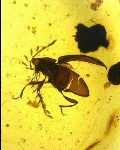 Fósil birmano Burmita Cretácico ámbar escarabajo insecto fósil ámbar Myanmar - Imagen 2 de 5
