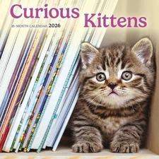Curious Kittens: 7x7 Mini by Carousel Worldwide (English)