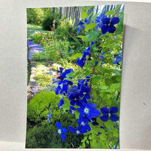 Hermosa instantánea de clemátide oscura con flores fotográficas 4x6" - Imagen 1 de 1