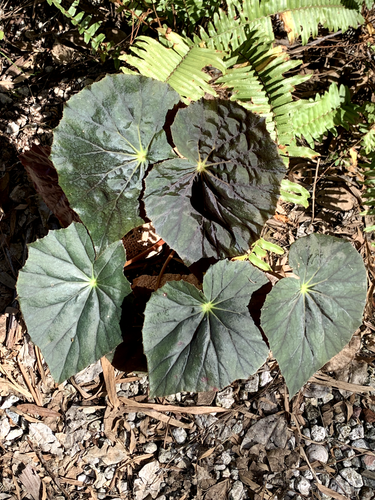 Caribbean Corsair Begonia (NelumbifoliaXBlack Velvet) Exact Live Plant #5 - Picture 6 of 9