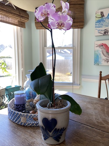ELDRETH POTTERY PA CUORE COCCIO SALE GRES SMALTATO VASO FIORI COBALTO PA 1988 - Foto 9 di 9