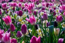 Purple Rain Mix Tulip Bulbs Ships from USA 50