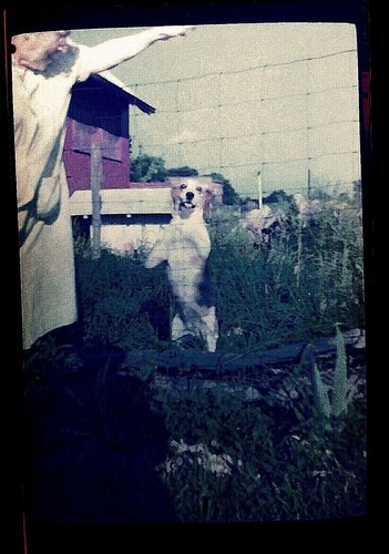 Farm Hunting Beagle Dog Trick Vintage 6x9 Color Film Negative Photograph USA - Picture 1 of 3