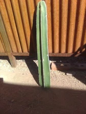30 Inches Mexican Fence Post Cactus