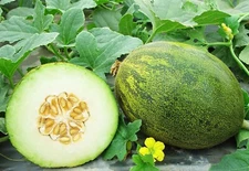 10 Coconut Melon Seeds for Planting Lambkin Melons
