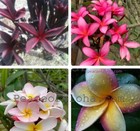 4 combo rare colors 8-12 plumeria cuttings ready and easy to grow. You will get