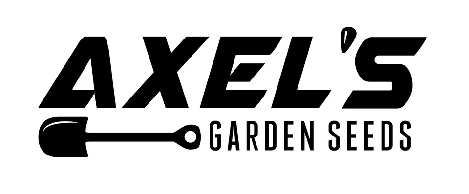 Semillas de chirivía corona hueca | Sin OGM | Reliquia | Semillas frescas de jardín Foto 3 de 3