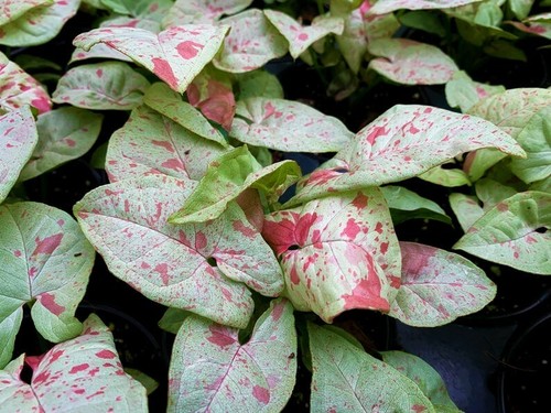 **CONFETTI SYNGONIUM**Starter Plant**AKA Arrowhead Plant**Pink Splashed Leaves!! - Picture 3 of 9