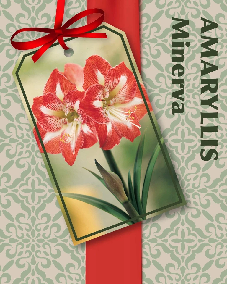 Amaryllis Kit: Minerva + Plastic Pot/Soil/Bulb - Large Bulb 26/28 cm -Netherland - Image 4 of 4