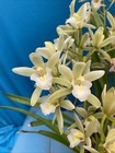 Cymbidium Noid Green White Pink Multiple Growths Orchid Hybrid 7 Spikes 6” Pot