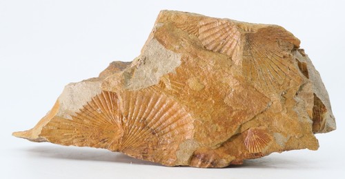 Mortality Plate 6.8"  Fossil Pectens seashells California COA 6698 - Picture 1 of 10