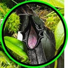 pianeta.piante.carnivore