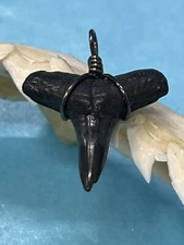 SHARK TOOTH PENDANT. 7/8 Inch Fossilized LEMON Shark Tooth From Bone Valley Fl 