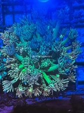 CE- WYSIWYG Glory Rush Rainbow Goni Frag - Live Coral Frag LPS SPS #RZA7
