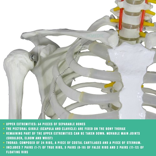 Human Skeleton Anatomical Model up to 180cm Medical Anatomy w/ or w/o MUSCLES - Picture 14 of 97