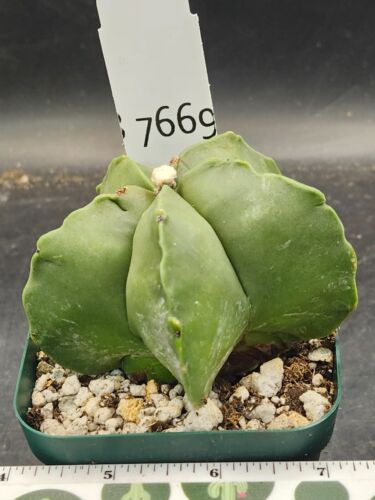 Astrophytum Myriostigma Bishop's Cap Cactus Gorgeous 5 Fat Ribs Cacti #7669 - Picture 3 of 3